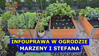 infouprawa W OGRODZIE Marzeny i Stefana Początkujący Ogrodnicy i Uprawa Pomidorów Arbuza Cukinii [upl. by Lehcer]