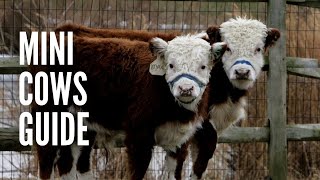 Miniature Cows Guide How to Raise Mini Cows [upl. by Ursulette319]