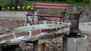 Male Broadtail Hummingbird Bathing [upl. by Ysnat635]