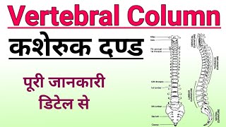 कशेरुक दण्डरीढ़मेरु दण्ड  vertebral column anatomy  backbone  kasheruk dand  biology ScienceSK [upl. by Fleisig]