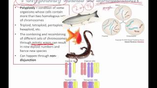 Polyploidy leads to speciation IB Biology [upl. by Yztim823]