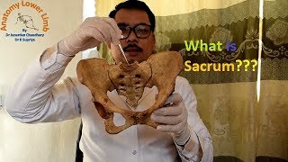 Sacrum introduction and anatomical position [upl. by Elamaj]