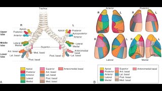 Introduction to Postural Drainage [upl. by Chrystal]