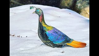 Himalayan Monal  Most unreal looking high altitude pheasant Himalayas  Nepali Danphe TrulyWild 4K [upl. by Aggappe529]