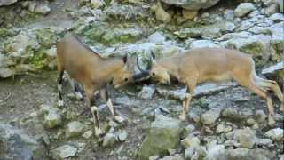 Nubian Ibex Fight [upl. by Bernj53]