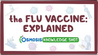 The flu vaccine explained [upl. by Mahsih9]