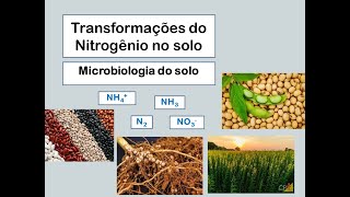 Transformação de nitrogênio no solo [upl. by Hnaht]