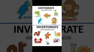 Classification of animals vertebrates and invertebrates [upl. by Attekahs]