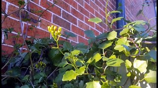 Senecio angulatus Jordanian Senecio care  Succulent vine [upl. by Sairtemed]