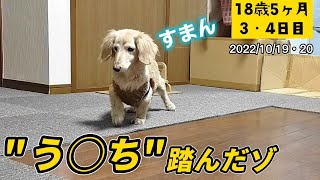 【①ウ○チ踏んじゃったゾ②カーペット敷き直しを手伝うゾ】amp見晴らし最高な日向ごっこの場所【ポナさんの日常＃200】18歳5ヶ月3•4日目 [upl. by Eliades]