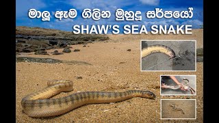 Shaws Sea Snake  ශ්වෝගේ කුඩා මුහුදු නයා  Documentary Video [upl. by Selfridge]