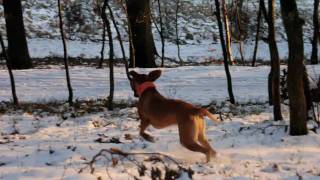 Rhodesian Ridgeback  Jagderlebnisse mit Faraa [upl. by Amaral]