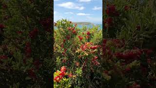 Chenopodium candolleanum a dense sprawling wide generally low shrub seaberry saltbush [upl. by Annairam498]