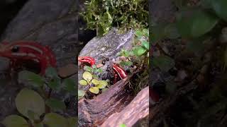 Male dart frog calling 🔊 Epipedobates anthonyi ‘Santa Isabel’ dartfrog frog [upl. by Fionnula]