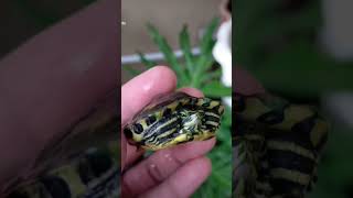 Hybrid Yellow Bellied X Red eared slider turtle [upl. by Lahsiv694]