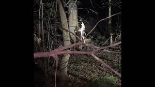 Coon Hunting with dogs 5 coons down [upl. by Scheers]