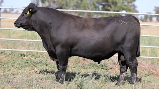 Lot 4 EVK22T99 Fernhill Angus 2024 [upl. by Enoval305]