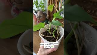 Propagating my rhaphidophora tetrasperma 🍃 [upl. by Bondie126]