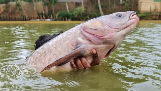 Worlds Best Cast Net Fishing In Pond fish bigfish fishing [upl. by Adigun166]