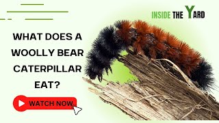 What Does A Woolly Bear Caterpillar Eat [upl. by Putnem]