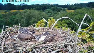 Review Osprey Parent birds brings a big whole fish to feed their babies  July212024 birds [upl. by Broadbent761]