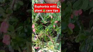 Crown of thorns 🌵plant care tips caretips gardening plants viral shorts [upl. by Joanie401]