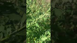 Лобода Chenopodium корисна і їстівна nature [upl. by Eihctir]