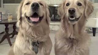 Golden Retrievers Dancing [upl. by Routh282]