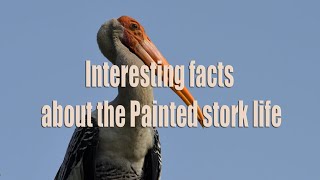 Interesting facts about the Painted stork life birds interestingfacts knowledge informative [upl. by Joh788]