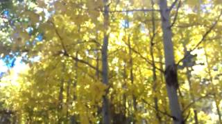 Quaking Aspen trees [upl. by Ihcalam]