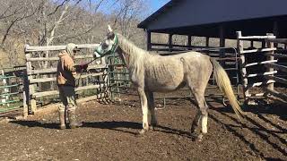 Sold 814yr old 142h grey Arabian gelding 700 deadline 22124 [upl. by Aihtekal]