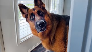 Why German Shepherds are the FUNNIEST DOGS 🐶 [upl. by Prosperus]