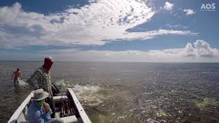 Stingray attacks Fisherman  Stachelrochen attackiert Fliegenfischer [upl. by Adolphe]