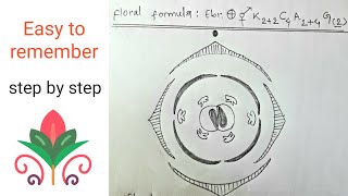 How to draw floral diagram of cruciferae  Brassica campestris  Most easy way  Step by step [upl. by Osher]