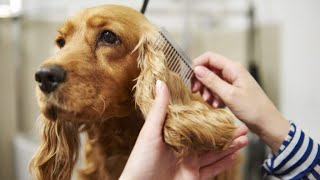 Cocker Spaniel Grooming  The Ultimate Dog Grooming [upl. by Ettezyl]