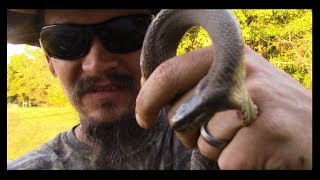 HOW TO ACCURATELY IDENTIFY A WATER MOCCASIN [upl. by Findley]