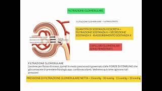 CORSO DI FISIOLOGIA UMANA  LEZIONE 44 DI 81  FISIOLOGIA RENALE  PARTE 1 [upl. by Laris]