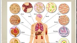 Unicellular amp Multicellular organisms  Cell part 2  RooseTube  CBSE Class IX  Biology Series [upl. by Algie]