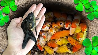 Unbelievable Discovery Catching Colorful Pet Fish in Hidden Lairs and Mysterious Eggs [upl. by Hsirk]