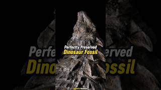 Perfectly Preserved Dinosaur Fossil Found dinosaur shorts [upl. by Aruat]