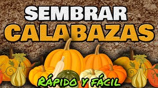 Cómo Sembrar Y Cultivar Calabaza o Zapallo ▶ RÁPIDO y Fácil [upl. by Dwane]