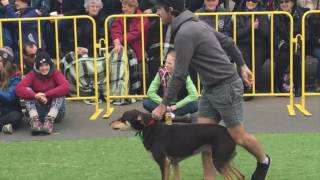 Casterton Kelpie Muster 2016 new high jump record [upl. by Ellinnet]