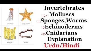 What is Invertebrate with Examples UrduHindi [upl. by Naghem]