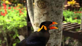 WOW TALKING MYNAH BIRD  Amazing speaking bird says quotIm Mr Speakerquot quotSawadikaquot quotHelloquot [upl. by Berkeley]