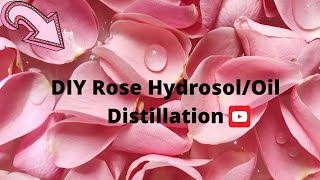 DIY Rose HydrosolOil Distillation at home enjoy the benefits of plants extraction in aromatherapy [upl. by Nylaroc]