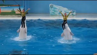 White Dolphin Show At Yokohama Hakkeijima Sea Paradise 【4K】 [upl. by Slen]