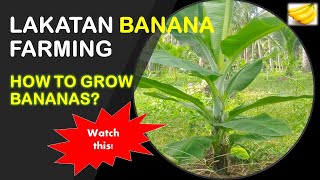 How to Grow Bananas  Lakatan Banana Farming [upl. by Orravan585]