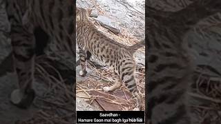 Fwa baga resher chitah cat garhwal pahad pahadi garhwali garhwalisong village viralvideo [upl. by Pliske]