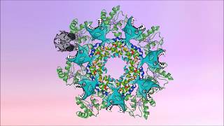 Apoptosis celular Conceptos Básicos [upl. by Ylrbmik]