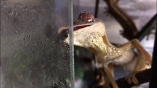 Uroplatus lineatus Lined leaftail gecko Drinking off glass [upl. by Beulah82]